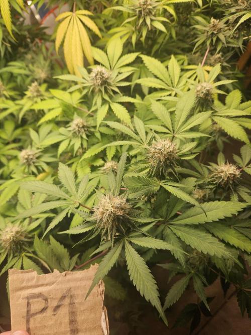 Mystery Phenos. Week 18