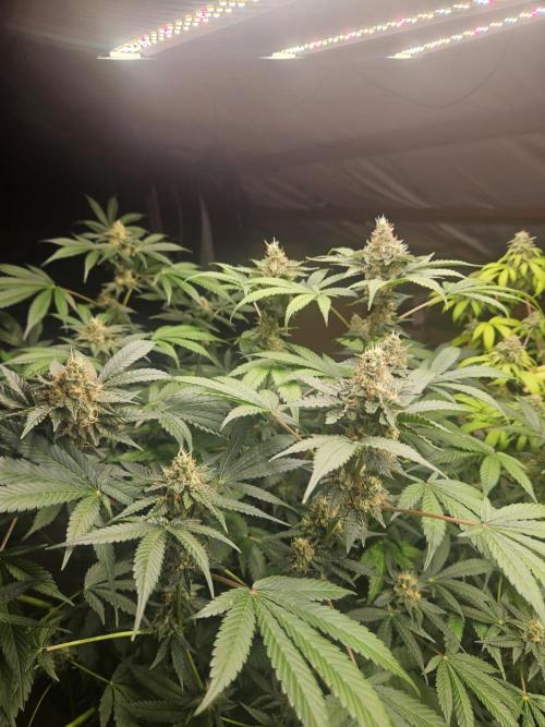Mystery Phenos. Week 18