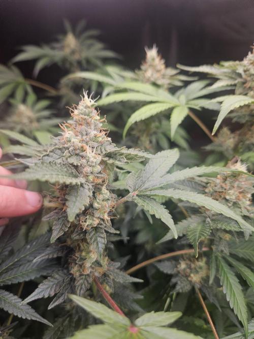 Mystery Phenos. Week 18