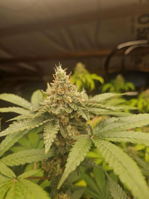 Mystery Phenos. Week 18