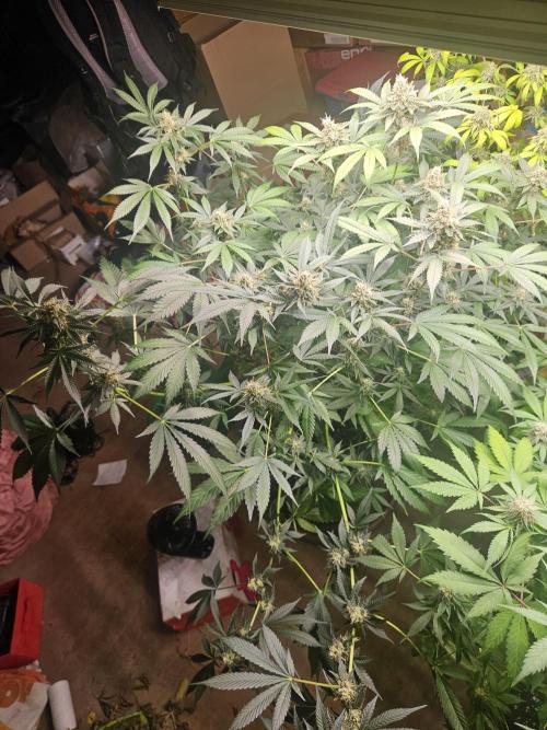 1,2x0,6x1,8. Week 18