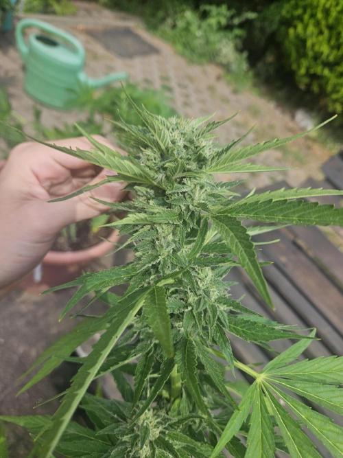 Outdoor Season. Week 9