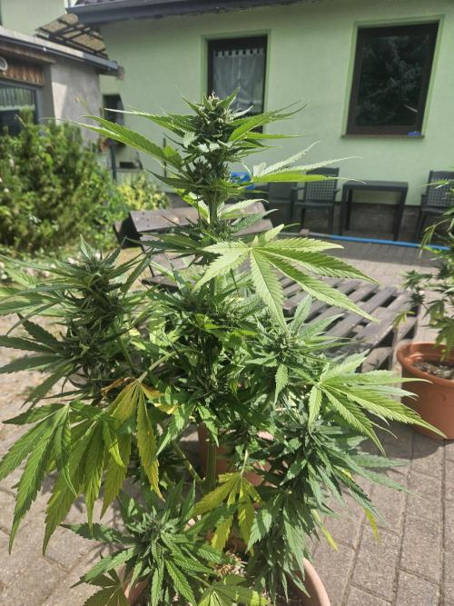 Banana Cherry Cookies Auto. Week 9