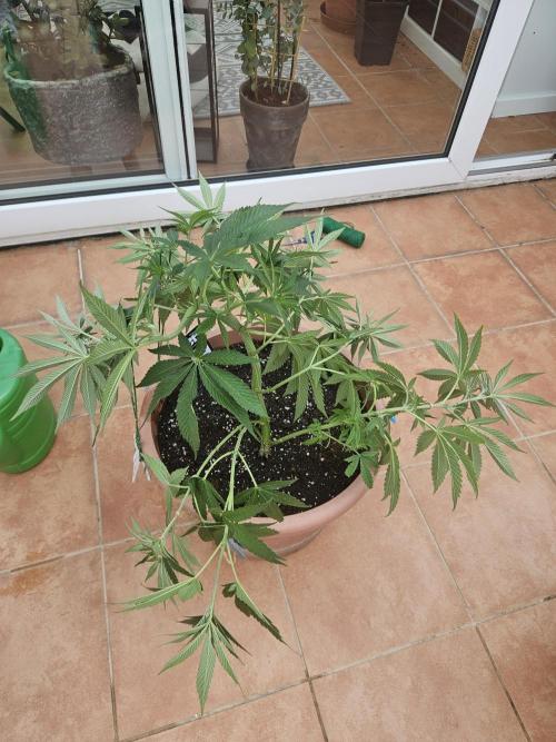 Garlic Mint. Week 8