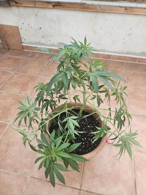 Garlic Mint. Week 8