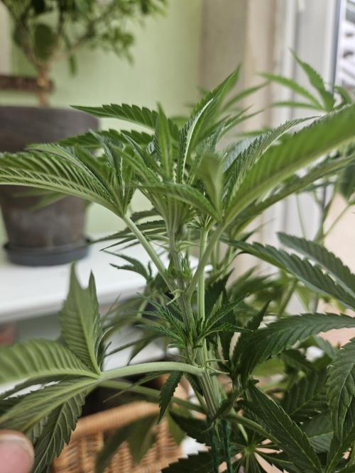 Garlic Mint. Week 8
