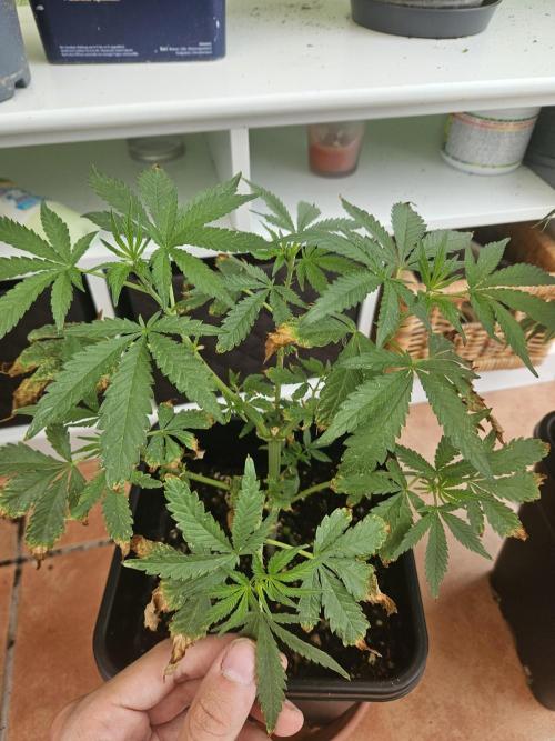 Garlic Mint. Week 8