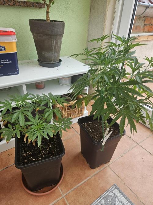 Garlic Mint. Week 8