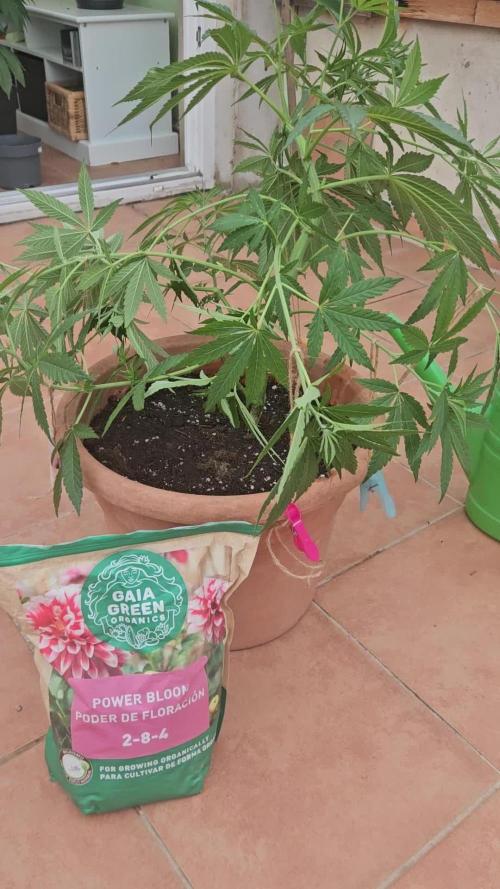 Garlic Mint