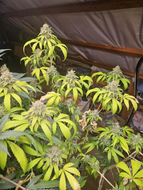 Clone Lemon Mandarin. Week 15