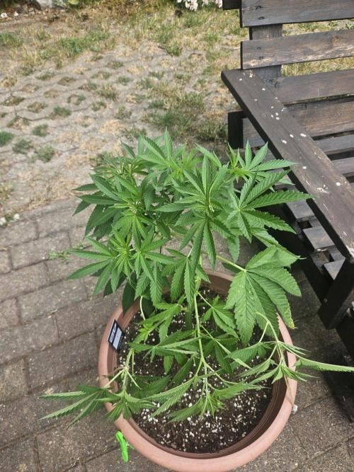 Lemon Cherry Runtz. Week 8