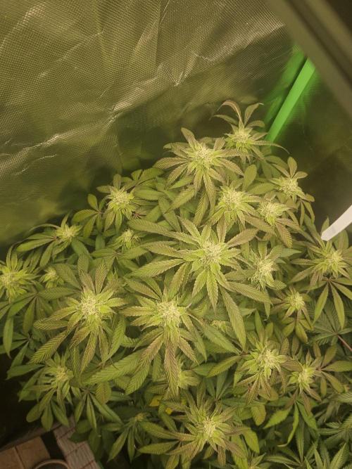 Gary Sherbet. Week 14