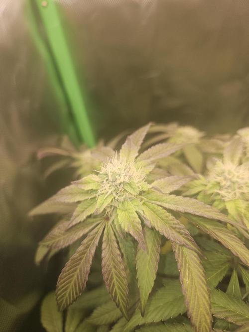 Gary Sherbet. Week 14