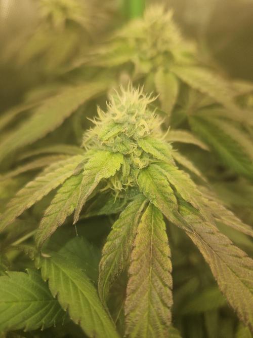 Gary Sherbet. Week 14