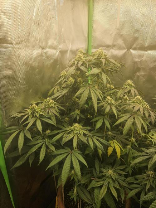 Gary Sherbet. Week 14