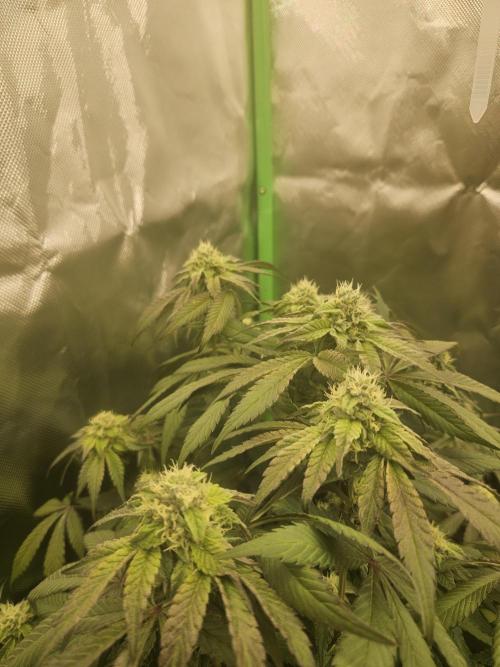 Gary Sherbet. Week 14