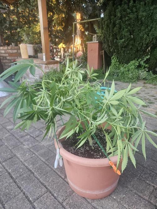 Lemon Cherry Runtz🍒. Week 8
