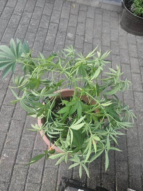 Lemon Cherry Runtz. Week 8