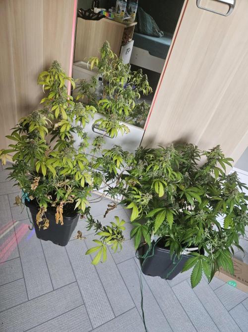 Clone Lemon Mandarin. Week 16