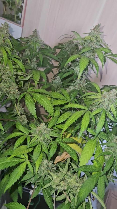 Clone Lemon Mandarin