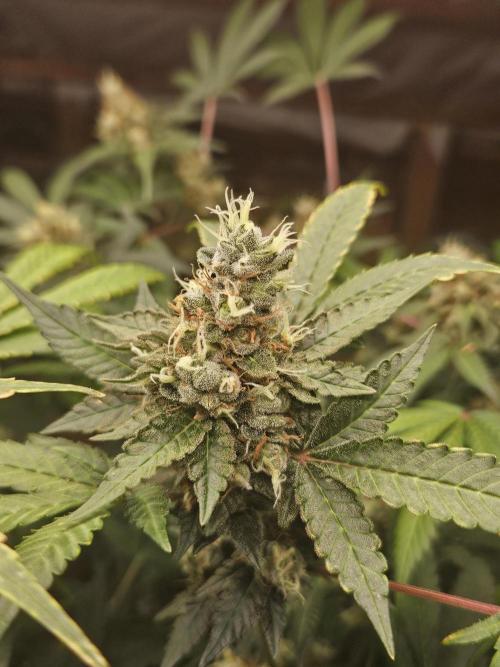 Mystery Phenos. Week 20