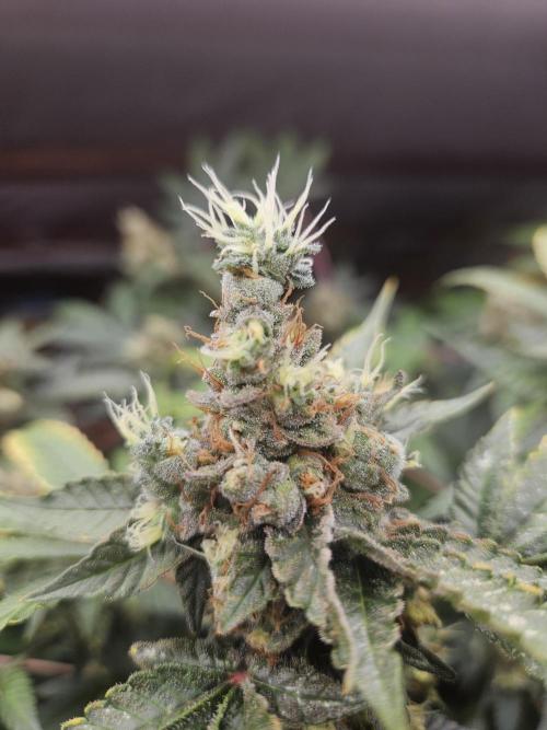 Mystery Phenos. Week 20