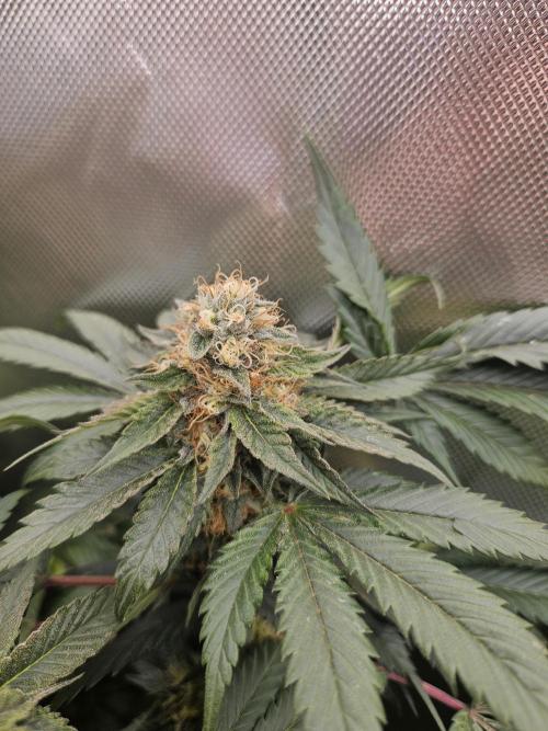 Mystery Phenos. Week 20