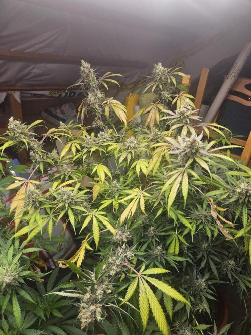 Mystery Phenos. Week 20