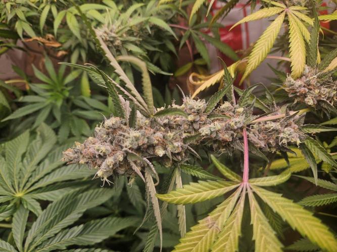 Mystery Phenos. Week 20