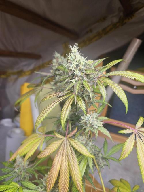 Mystery Phenos. Week 20