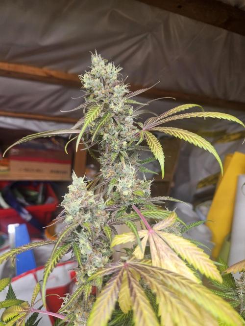 Mystery Phenos. Week 20