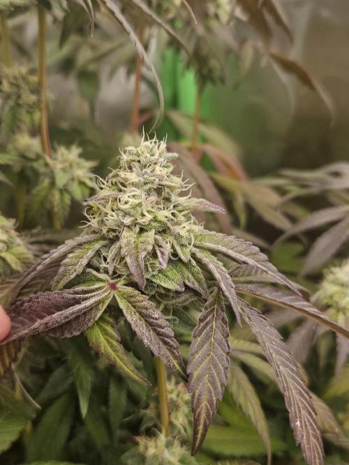 Gary Sherbet. Week 15