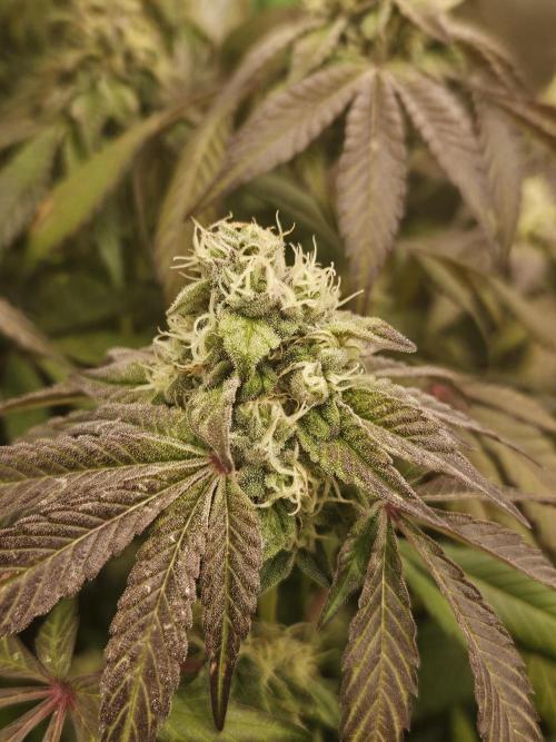 Gary Sherbet. Week 15