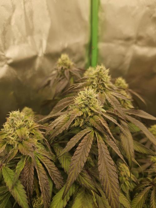 Gary Sherbet. Week 15