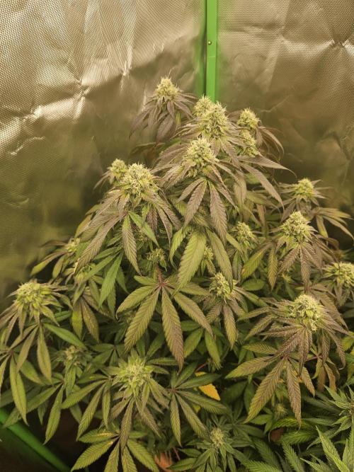 Gary Sherbet. Week 15
