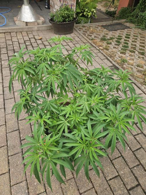Lemon Cherry Runtz🍒. Week 10