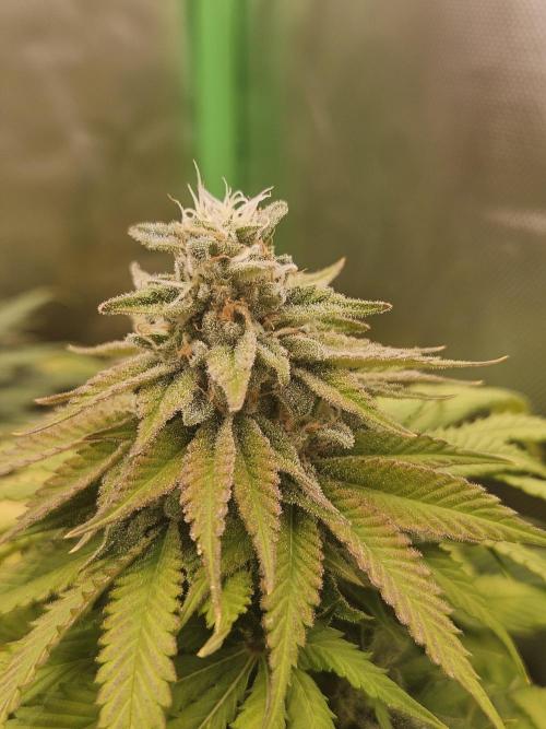 Mystery Phenos. Week 20