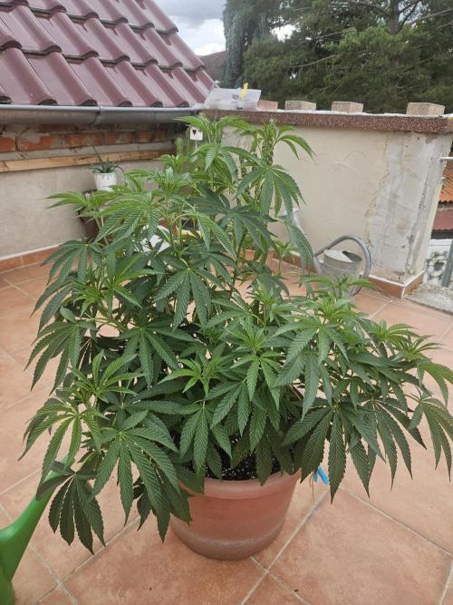 Garlic Mint. Week 10