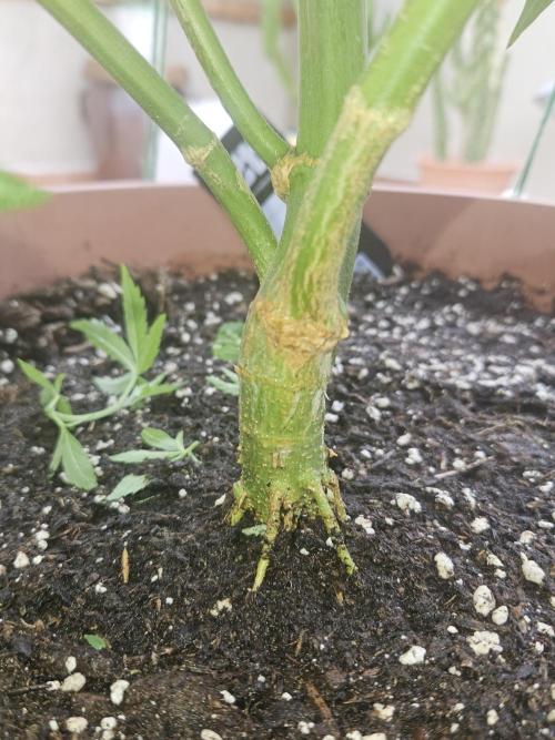 Garlic Mint. Week 10