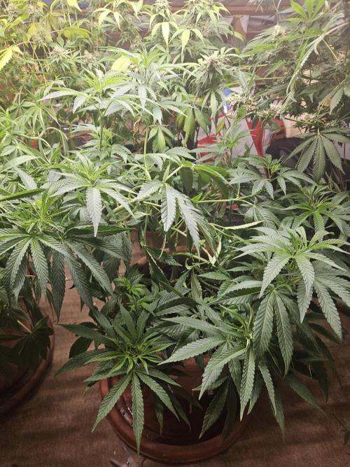FC4000-EVO 320W Dimmable Samsung LED. Week 10