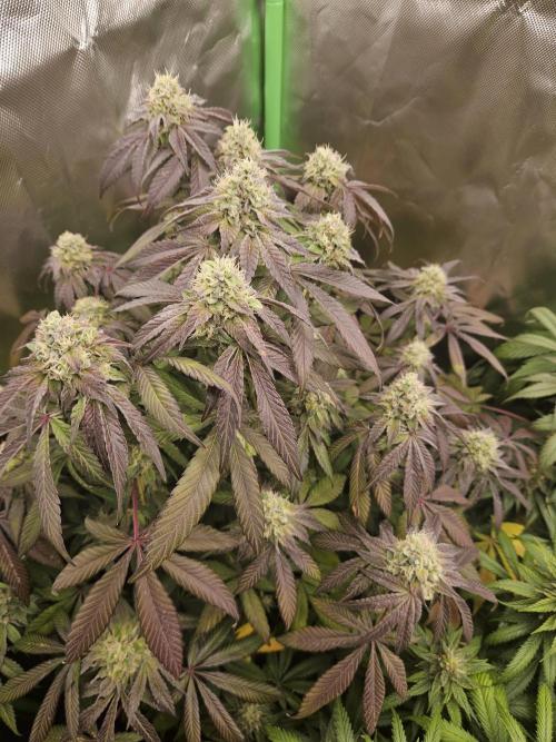 Gary Sherbet. Week 15