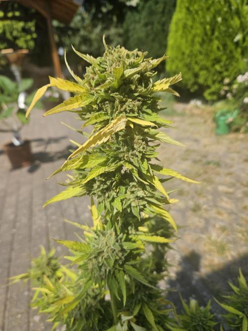 Outdoor Season. Week 13