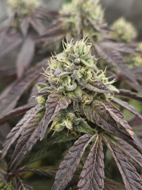 Gary Sherbet. Week 16