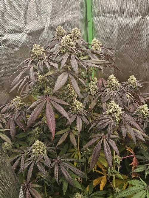 Gary Sherbet. Week 16