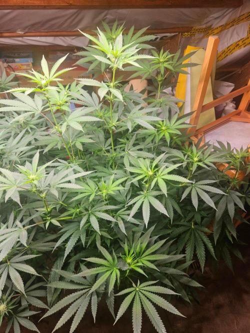 Lemon Cherry Runtz🍒. Week 13
