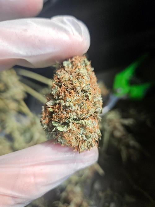 Mystery Phenos. Week 21