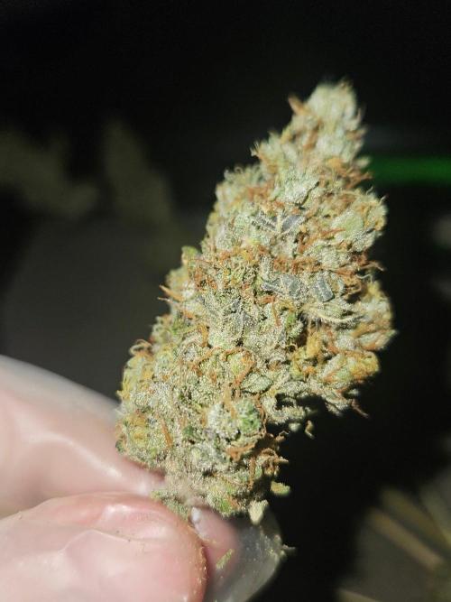 Mystery Phenos. Week 21