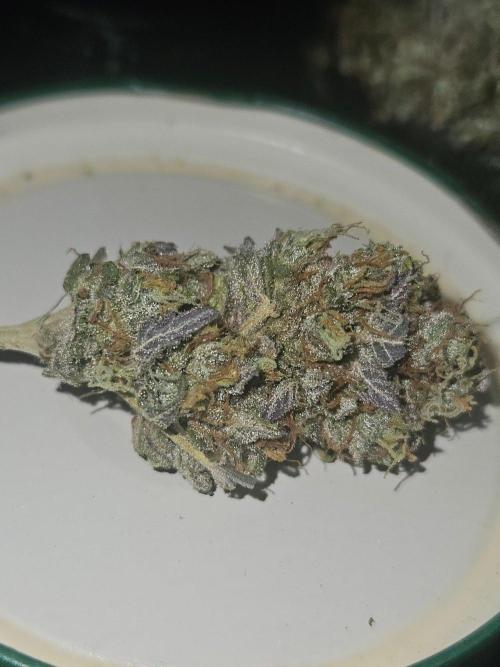 Mystery Phenos. Week 21