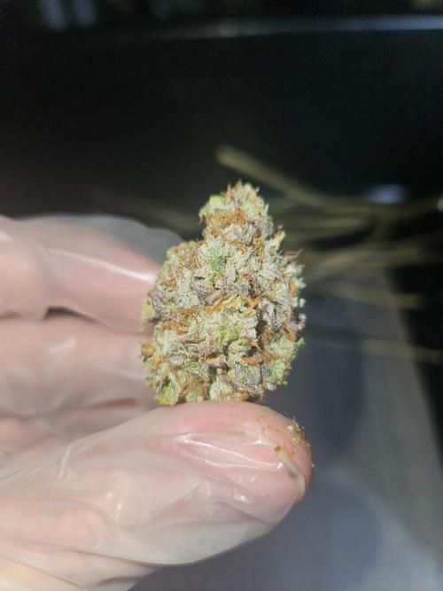Gary Sherbet. Week 17