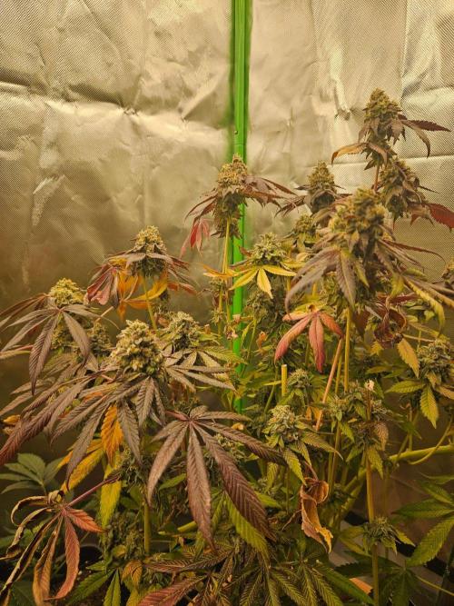 Gary Sherbet. Week 17